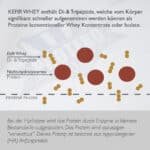 Protero Kefir Whey Hydrolysat Di-und Tripeptide werden vom Körper schneller aufgenommen